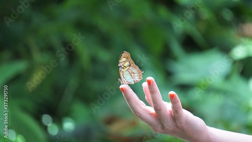 Schmetterling auf Fingerspitze
