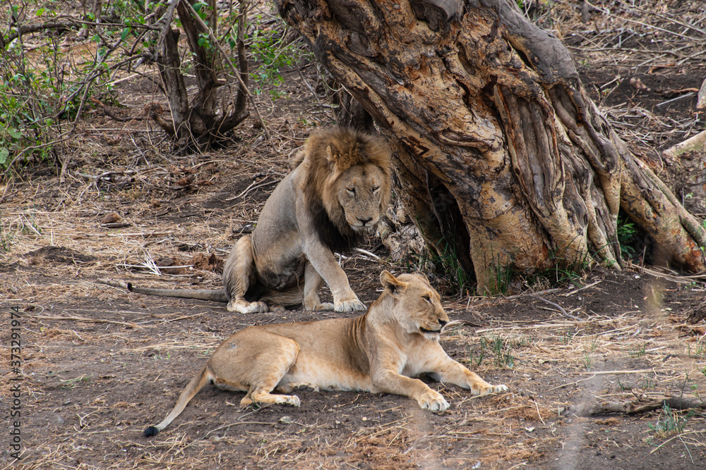 lion, mâle, femelle, Panthera leo, Afrique lion, mâle, femelle, Panthera leo, Afrique