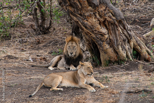 lion  m  le  femelle  Panthera leo  Afrique
