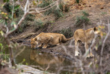 lion, femelle, Panthera leo, Afrique