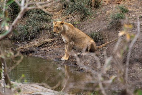 Fototapeta Naklejka Na Ścianę i Meble -  lion, femelle, Panthera leo, Afrique
