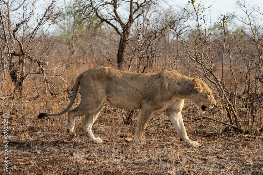 lion, femelle, lionne, Panthera leo, Afrique lion, femelle, lionne, Panthera leo, Afrique