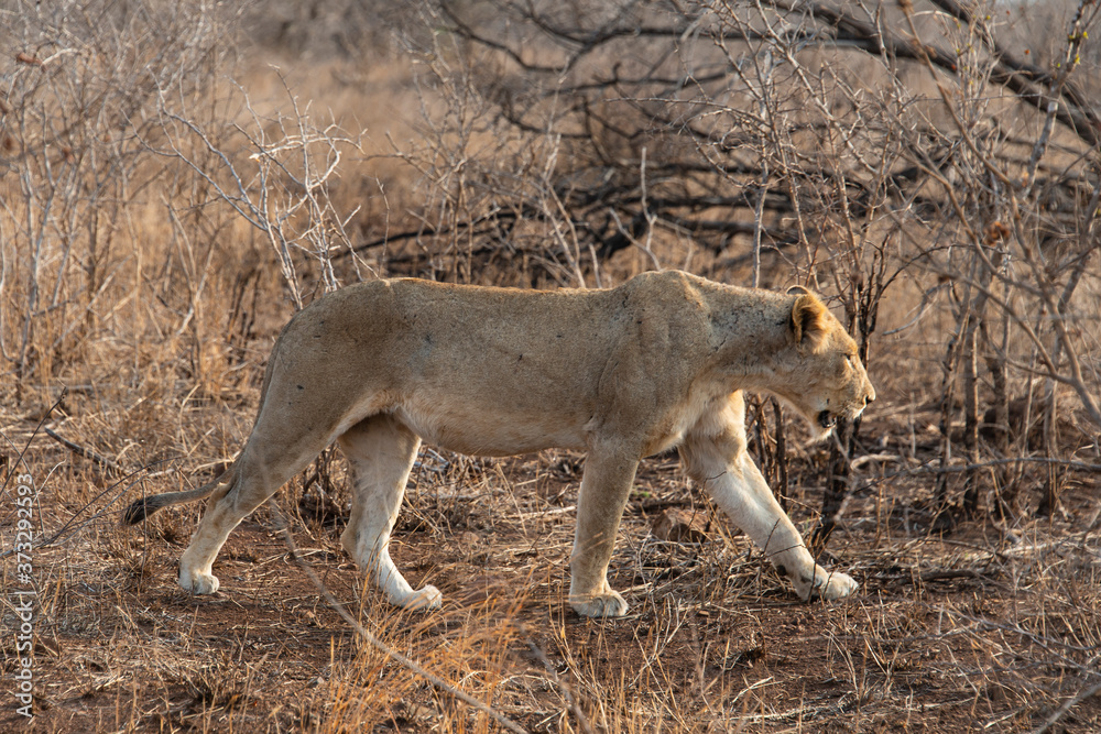 lion, femelle, lionne, Panthera leo, Afrique lion, femelle, lionne, Panthera leo, Afrique