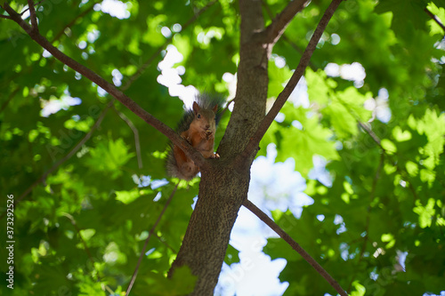 squirrels are interested in people and look for food