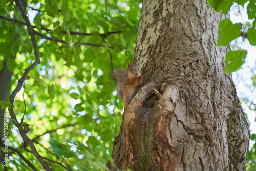 squirrels are interested in people and look for food © Dimka