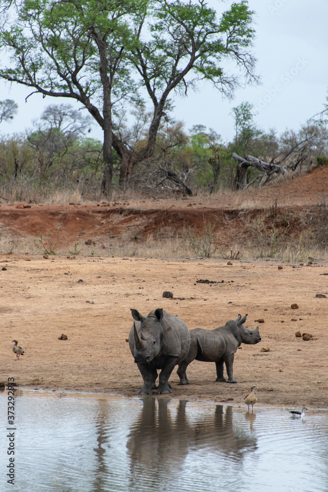 Rhinocéros blanc, femelle et jeune, white rhino, Ceratotherium simum, Parc national Kruger, Afrique du Sud Rhinocéros blanc, femelle et jeune, white rhino, Ceratotherium simum, Parc national Kruger, Afrique du Sud