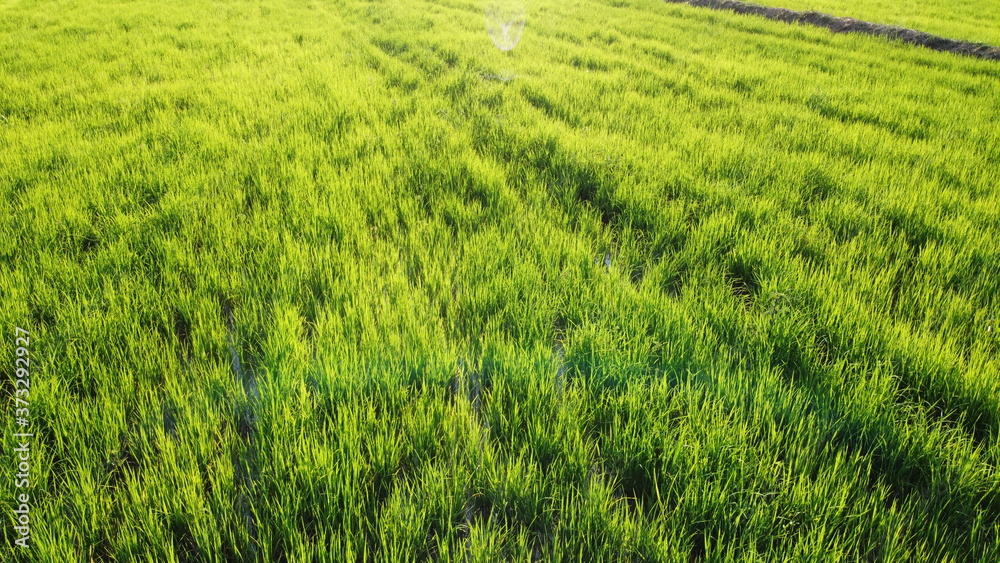 Green field of rice plant with water Green field of rice plant with water