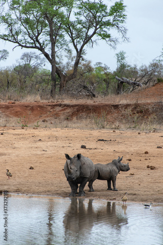 Rhinoc  ros blanc  femelle et jeune  white rhino  Ceratotherium simum  Parc national Kruger  Afrique du Sud