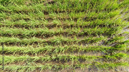 Green field of rice plant with water