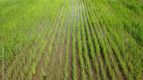 Green field of rice plant with water