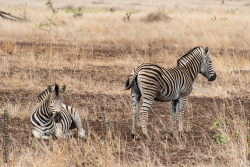 Z  bre de Burchell  Equus quagga burchelli  Parc national Kruger  Afrique du Sud