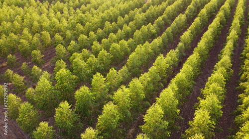 A cassava plantation made into grooves for planting in a beautiful row. Saw a small cassava tree and the sky as the background.