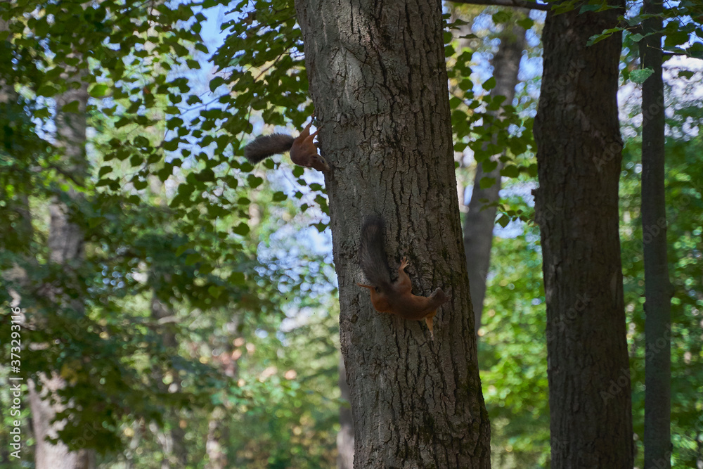 squirrels are interested in people and look for food squirrels are interested in people and look for food