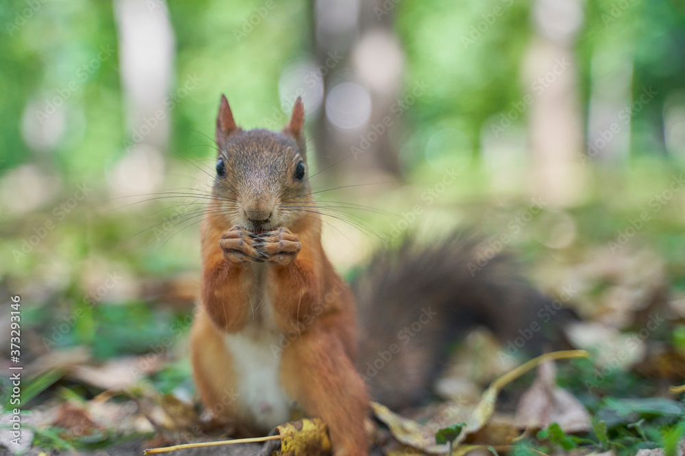 squirrels are interested in people and look for food squirrels are interested in people and look for food