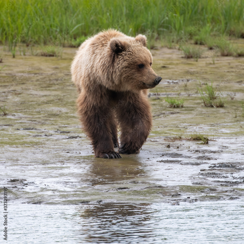 Obraz premium Coastal Brown Bear (Ursus arctos) in Lake Clark NP, Alaska