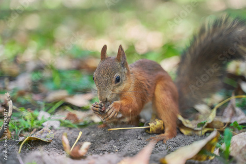 squirrels are interested in people and look for food