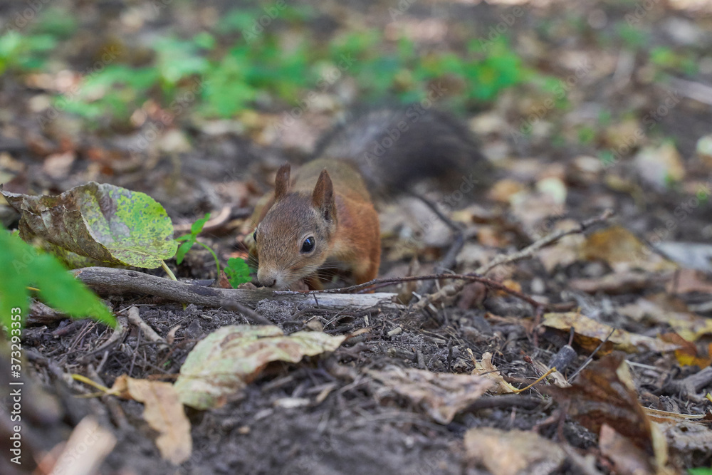 squirrels are interested in people and look for food squirrels are interested in people and look for food