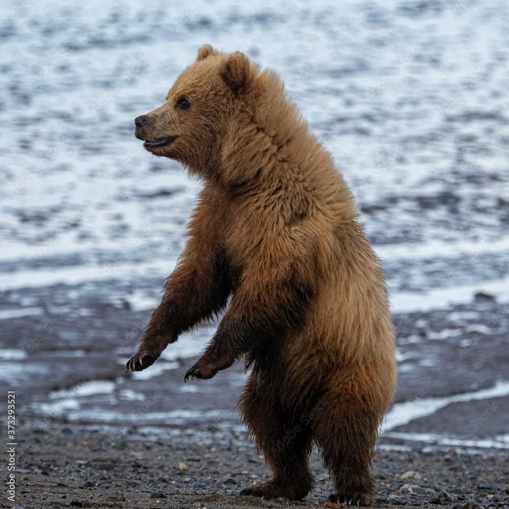 Fototapeta premium Coastal Brown Bear Cub (Ursus arctos) in Lake Clark National Park, Alaska