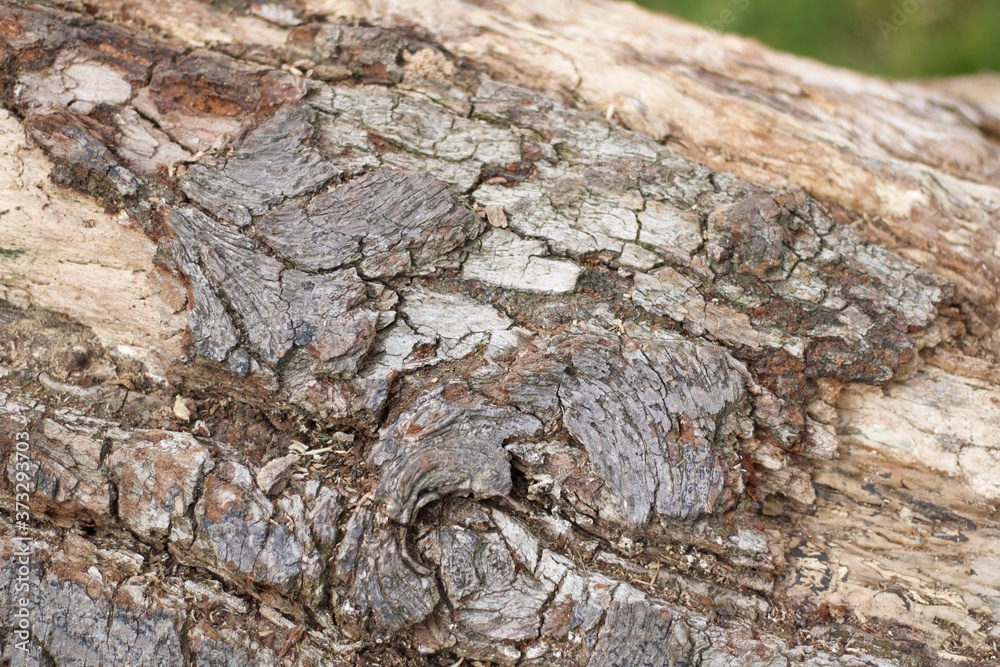 Wood bark background showing texture detail of decaying tree trunk