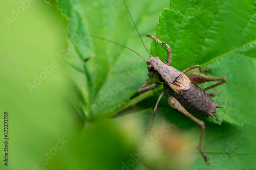   large grasshopper close up on green leaves background © Oleksandr Filatov