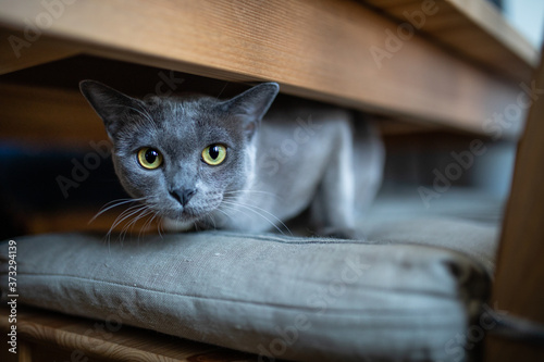 Blue Burmese cat at home