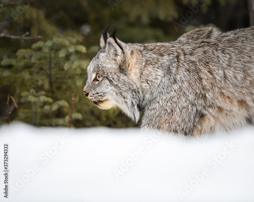 Lynx in the wild