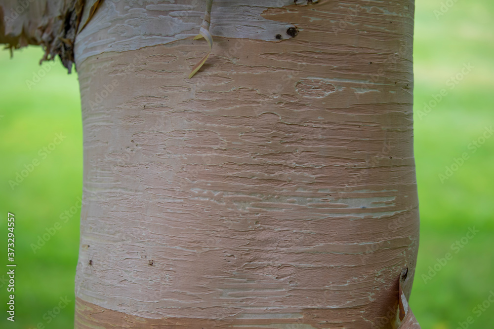 Paper birch, Betula papyrifera, close up detail of bark, its pattern and textures.