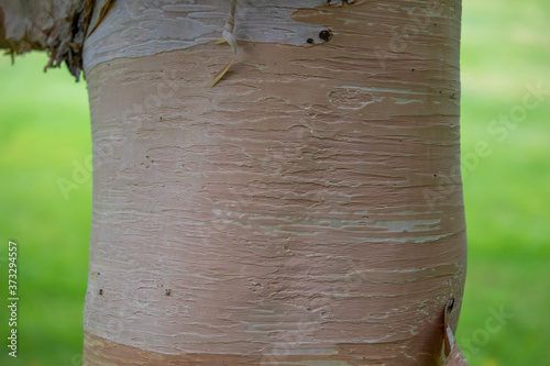 Obraz na płótnie Paper birch, Betula papyrifera, close up detail of bark, its pattern and textures. w salonie