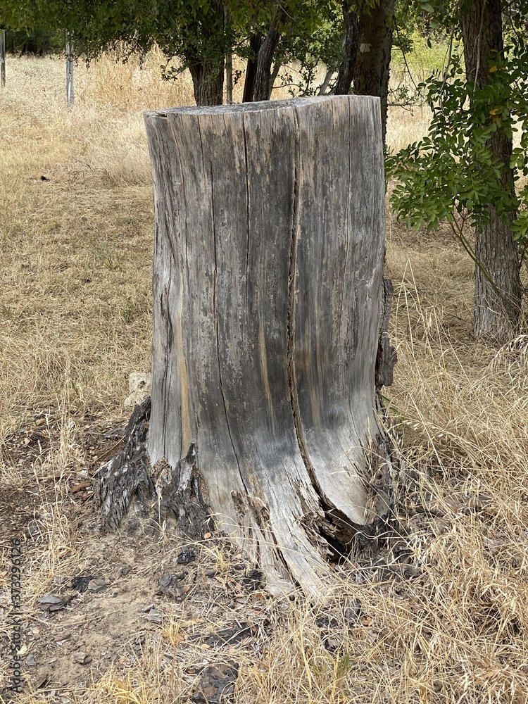 Tree Stump