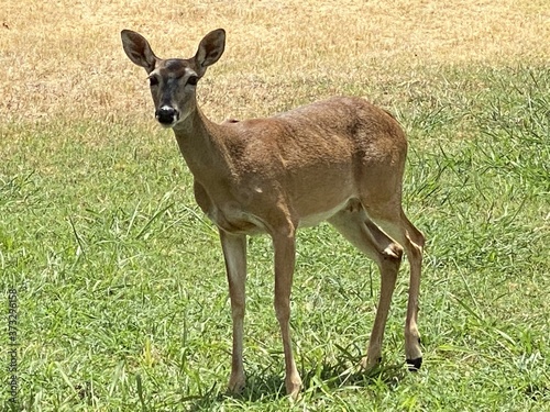 Doe