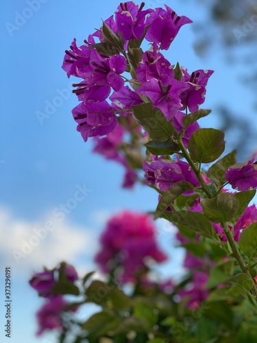 Violet Wild Flower