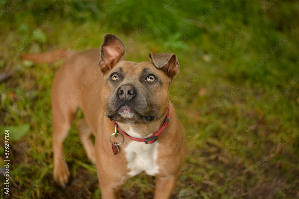 Cute young american staffordshire terrier with red collar and stamp. Dog posing in the forest, park