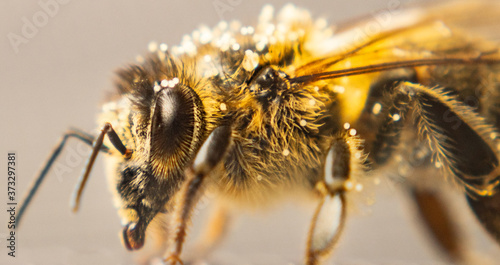 close up of a bee with eyes and feelers