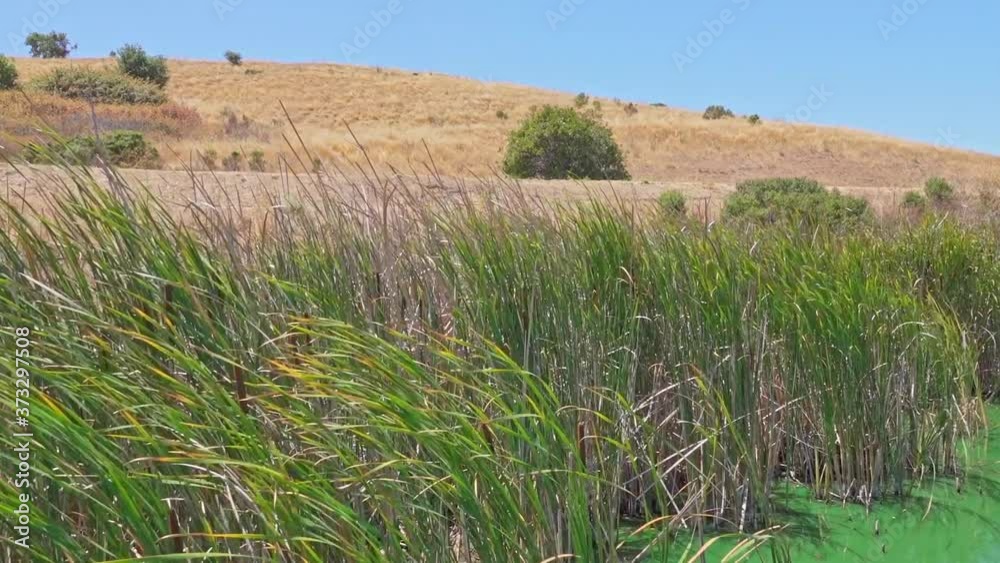 Long green grass blowing in the wind with golden colored hills and green trees in the background. Long green grass blowing in the wind with golden colored hills and green trees in the background.
