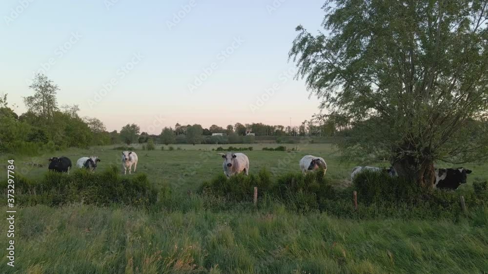 cows standing on a field looking at the camera cows standing on a field looking at the camera