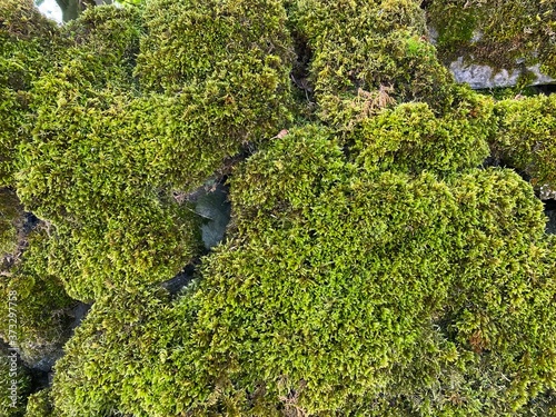 A green moss covered dry stone wall, near Rylstone, Skipton, UK photo