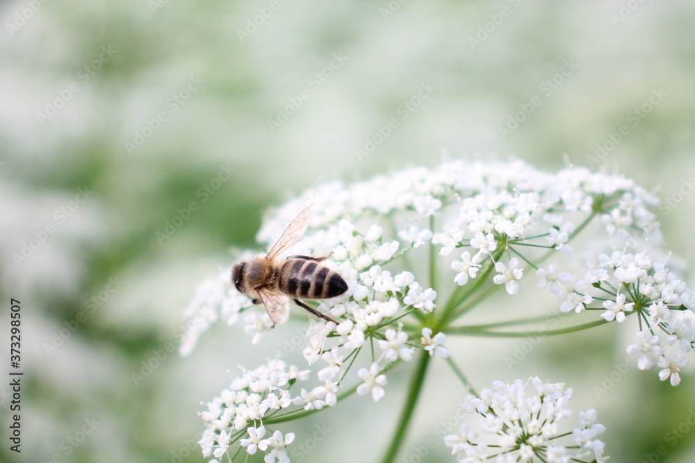 bee on a flower bee on a flower
