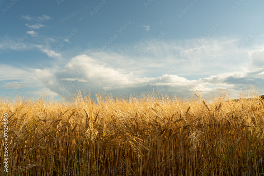Agricultural field. Ripe ears of barley. The concept of a rich harvest.