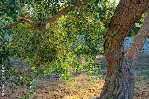 Beautiful olive tree with trunk and leaves in the countryside on sunset with sunbeams 