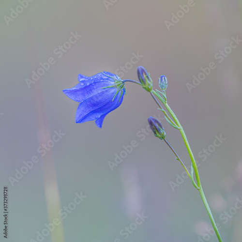 Bluebell with blurred background © Lars