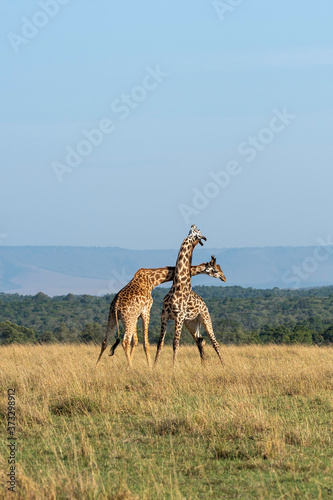 Two giraffes fighting for dominance in the plains of Masai mara National Reserve during a wildlife safari