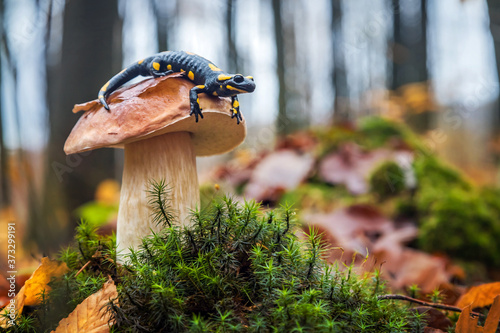 Fotografiet Lovely spotted fire salamander sitting on edible mushroom - cep