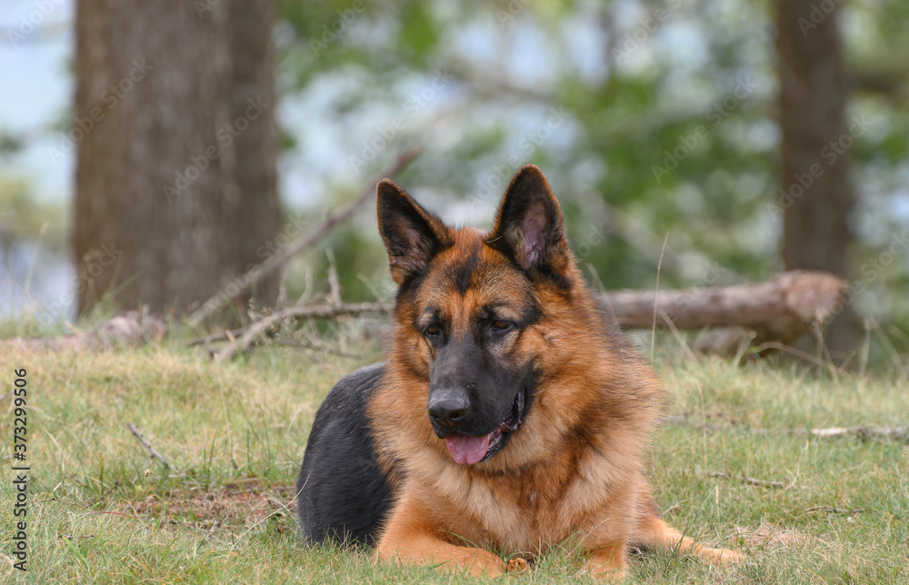 German shepherd dog standing in front of the grass while looking out of the photograph at the ground and to the left of the photo. German shepherd dog standing in front of the grass while looking out of the photograph at the ground and to the left of the photo.