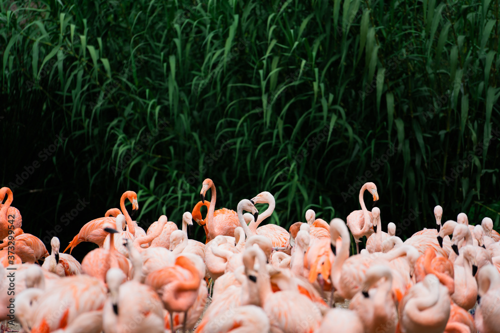 Naklejka premium Grupa flamingów przed zielonym lasem