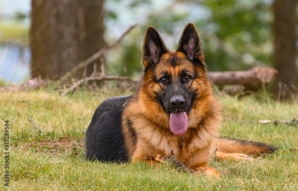 German shepherd with his tongue out of his mouth relaxed looking at the camera. Lying on the grass facing the camera