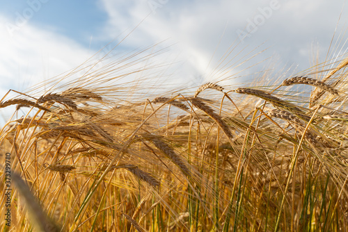 Agricultural field. Ripe ears of barley. The concept of a rich harvest.