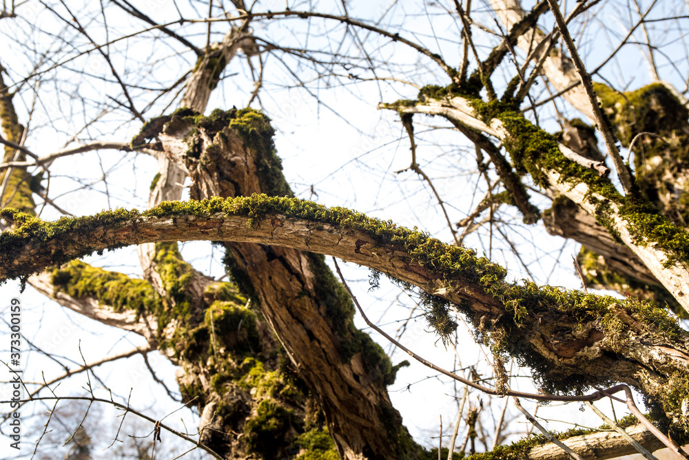 tree with moss on roots in a green forest or moss on tree trunk. Tree bark with green moss. Azerbaijan nature. tree with moss on roots in a green forest or moss on tree trunk. Tree bark with green moss. Azerbaijan nature.
