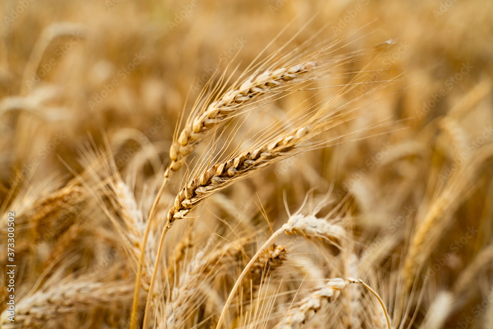 Agricultural field. Ripe ears of wheat on the background of the sunset. The concept of a rich harvest. Agricultural field. Ripe ears of wheat on the background of the sunset. The concept of a rich harvest.