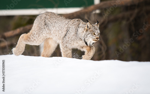 Canadian lynx in the wild