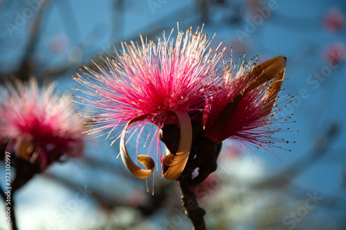 Pseudobombax ellipticum, Cienfuegos, Cuba photo